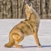 luciecoyote